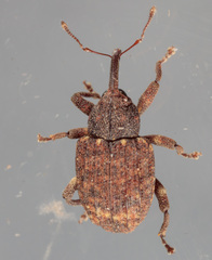 Conotrachelus posticatus