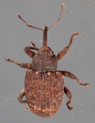 Conotrachelus posticatus