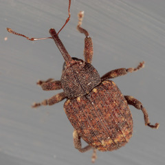 Conotrachelus posticatus