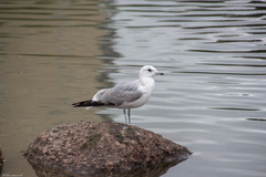 Larus canus