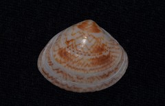 Gomphina undulosa