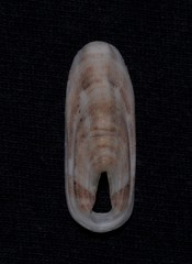 Macroschisma munitum