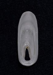 Macroschisma munitum