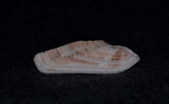 Macroschisma munitum