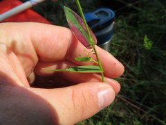 Dichanthelium sphaerocarpon