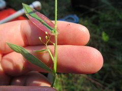 Dichanthelium sphaerocarpon