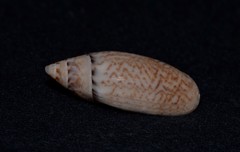 Oliva australis