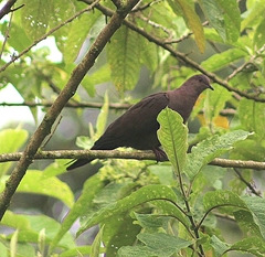 Patagioenas subvinacea