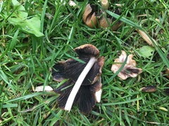 Coprinellus micaceus