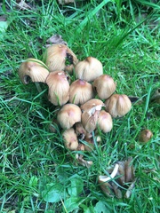 Coprinellus micaceus