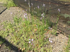 Nuttallanthus