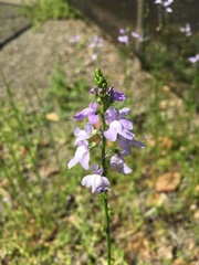 Nuttallanthus