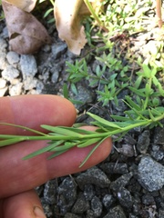 Nuttallanthus