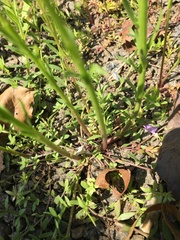 Nuttallanthus