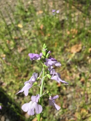 Nuttallanthus