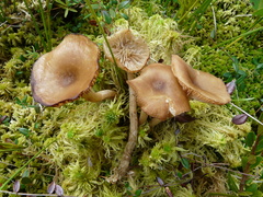 Desarmillaria ectypa