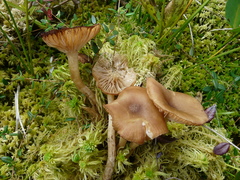 Desarmillaria ectypa