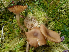 Desarmillaria ectypa