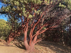 Arctostaphylos hooveri
