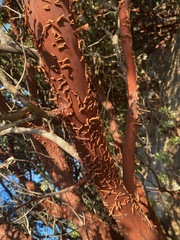 Arctostaphylos hooveri