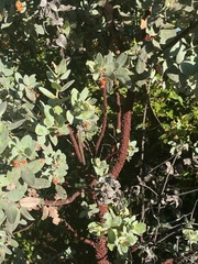 Arctostaphylos hooveri