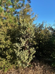 Arctostaphylos hooveri