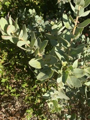 Arctostaphylos hooveri