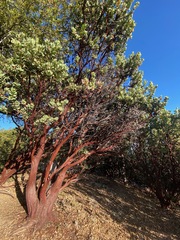 Arctostaphylos hooveri