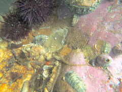 Rhyssoplax olivacea