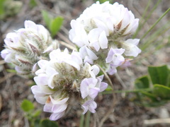 Psoralea thomii
