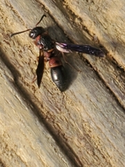 Parancistrocerus histrio