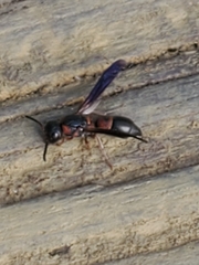 Parancistrocerus histrio