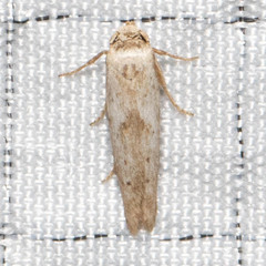 Blastobasis taurusella