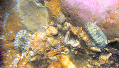 Rhyssoplax olivacea