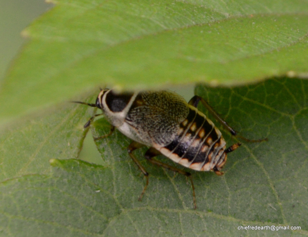 Ectobius indicus