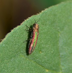 Agrilus rubrovittatus