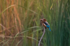 Halcyon smyrnensis