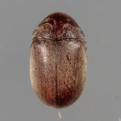 Mesocoelopodinae