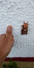 Citheronia azteca