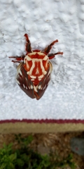 Citheronia azteca