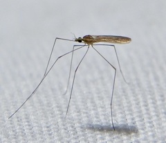 Gonomyia