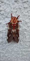Citheronia azteca