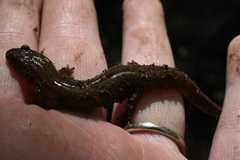 Desmognathus ochrophaeus