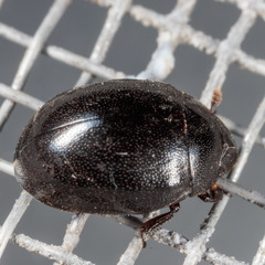 Nosodendron unicolor