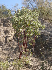 Arctostaphylos catalinae