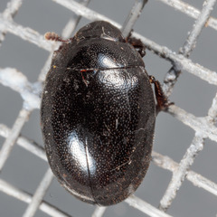 Nosodendron unicolor