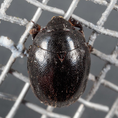 Nosodendron unicolor