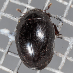 Nosodendron unicolor