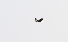 Rhyticeros undulatus