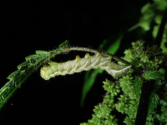 Melanchra persicariae